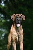 DOGUE ALLEMAND 820